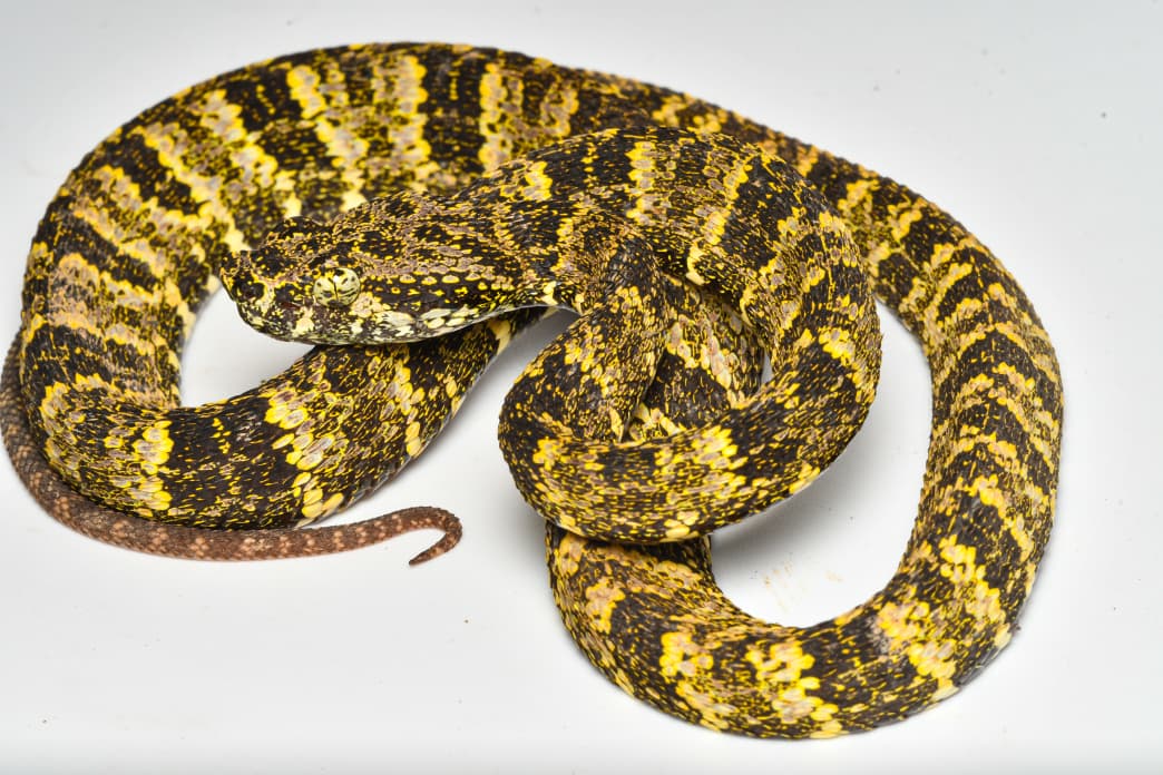 La Bothrops Taeniatus, una especie que habita en Perú y otros países de Sudamérica. Foto: James W. Ttito.