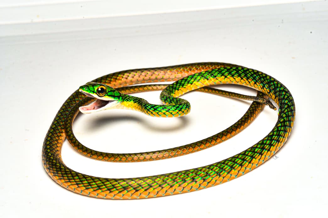 Una de las amenazas de las serpientes es la pérdida de su hábitat. Foto: cortesía James W. ttito.