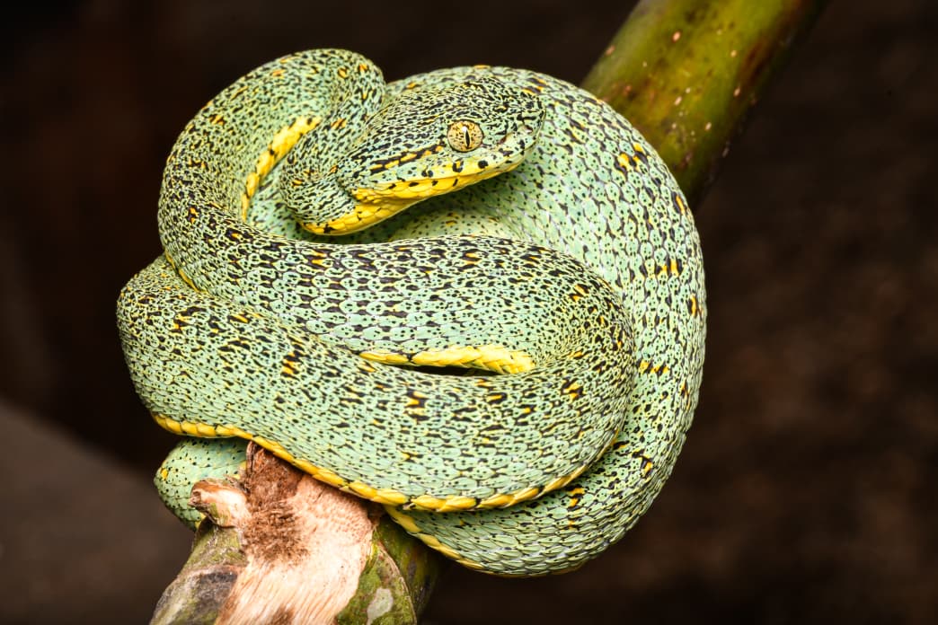 Los investigadores del Instituto Peruano de Herpetología recorren lugares poco explorados en Perú. Foto: cortesía James W. Ttito.