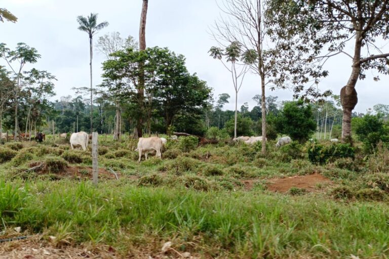 Cerca a la reserva Nukak, en donde antes había cultivos de coca, el ganado los sustituyó. Foto: César Molinares