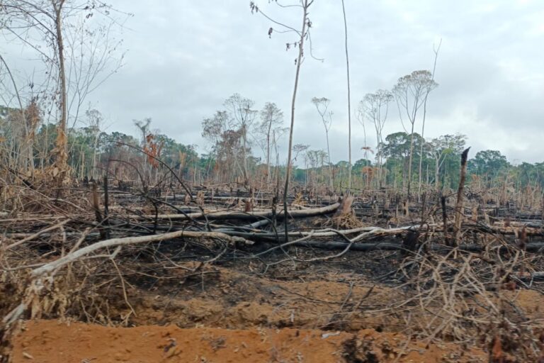 La transición fallida del PNIS no solo aceleró la deforestación para abrir paso a la ganadería extensiva, sino que empujó los cultivos remanentes de coca hacia las zonas más profundas e intactas de la Amazonía. Foto: César Molinares