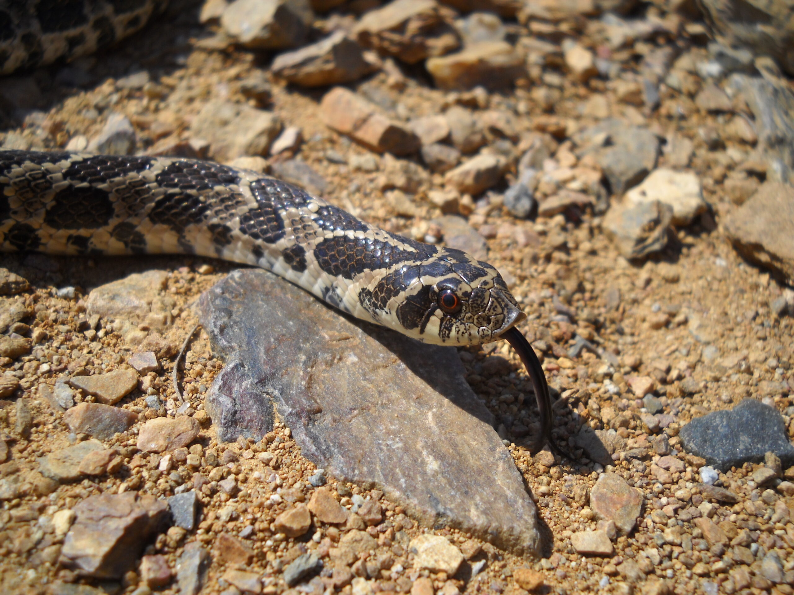 Según una investigación de 2021 en Argentina hay 129 especies de serpientes. En la foto una Xenodon dorbignyi. Foto: coretsía David Vera.