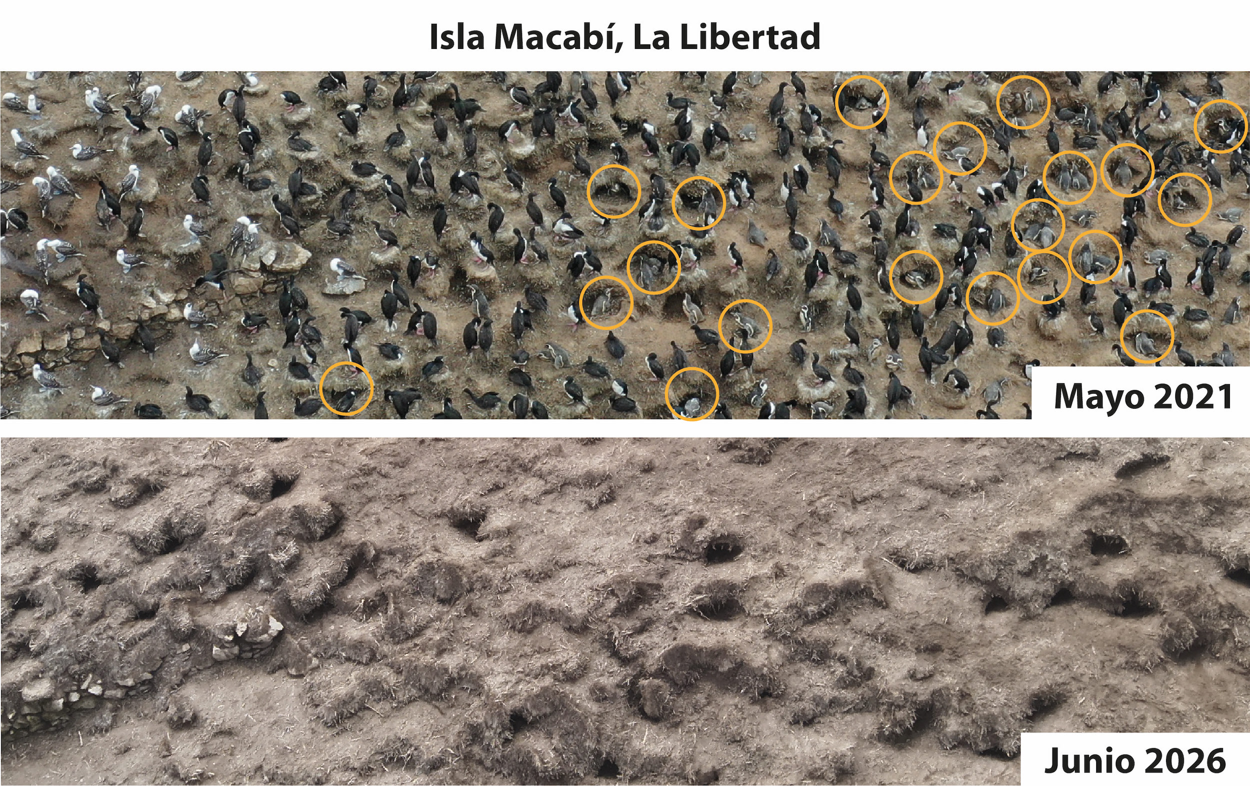 En la isla Macabí, donde en 2021 encontraron más de 2000 pingüinos de Humboldt, ahora contabilizaron tres. Foto: cortesía Sebastián Lozano-Sanllehi / Unidad de Investigación en Ecología y Conservación de Aves Marinas de la Universidad Científica del Sur