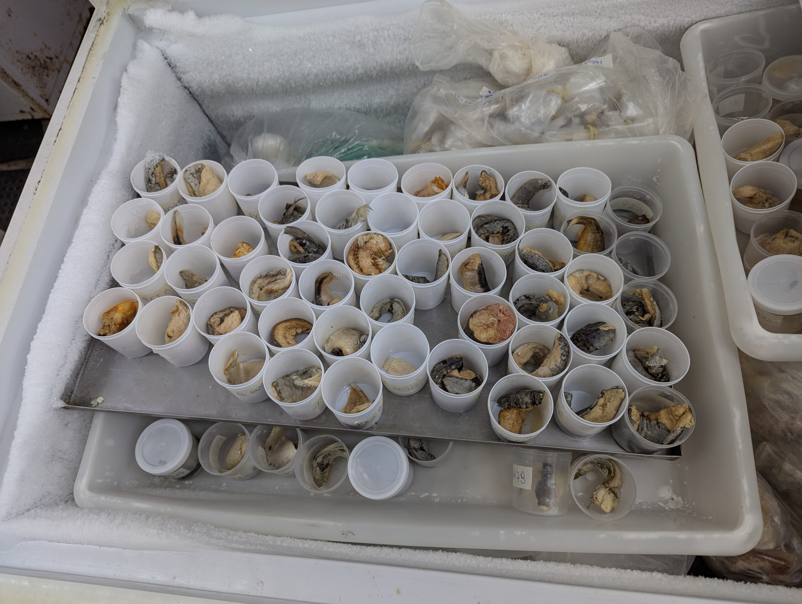 Muestras de tejido de peces y análisis de mercurio realizadas por expertos de la Universidad Federal de Rondônia. Foto: Karla Mendes