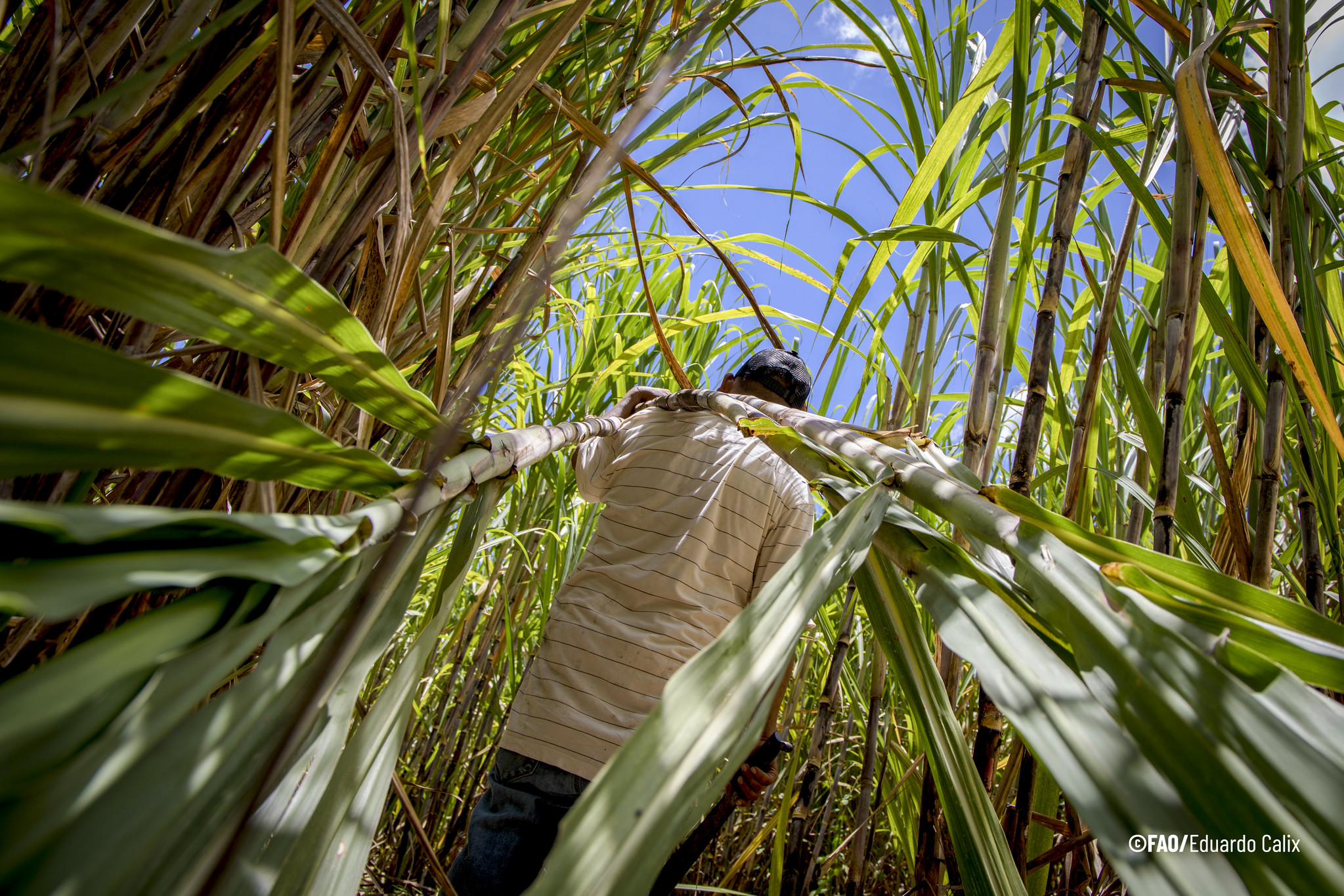 Campesino en recolección de cultivos en el Corredor Seco Centroamericano