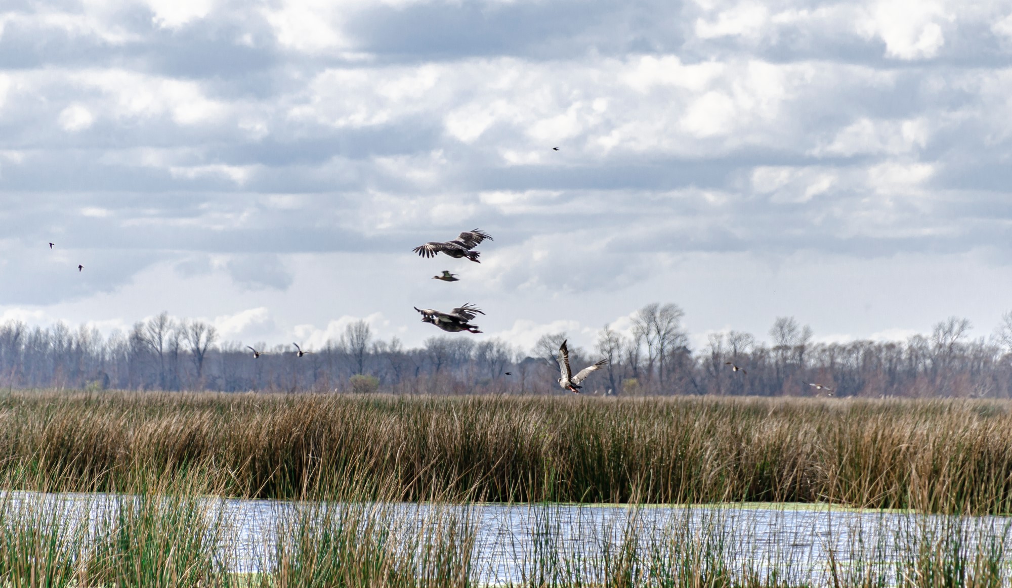 Aves en el Parque Nacional Ciervo de los Pantanos un ecosistémica de pastizales en Argentina