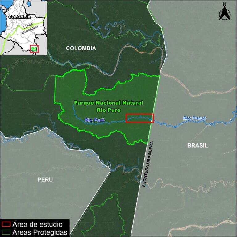 Deforestación minera a lo largo del alto río Puré, en la sección superior adyacente a Brasil, desde su inicio en 2024 hasta el presente momento en 2026.