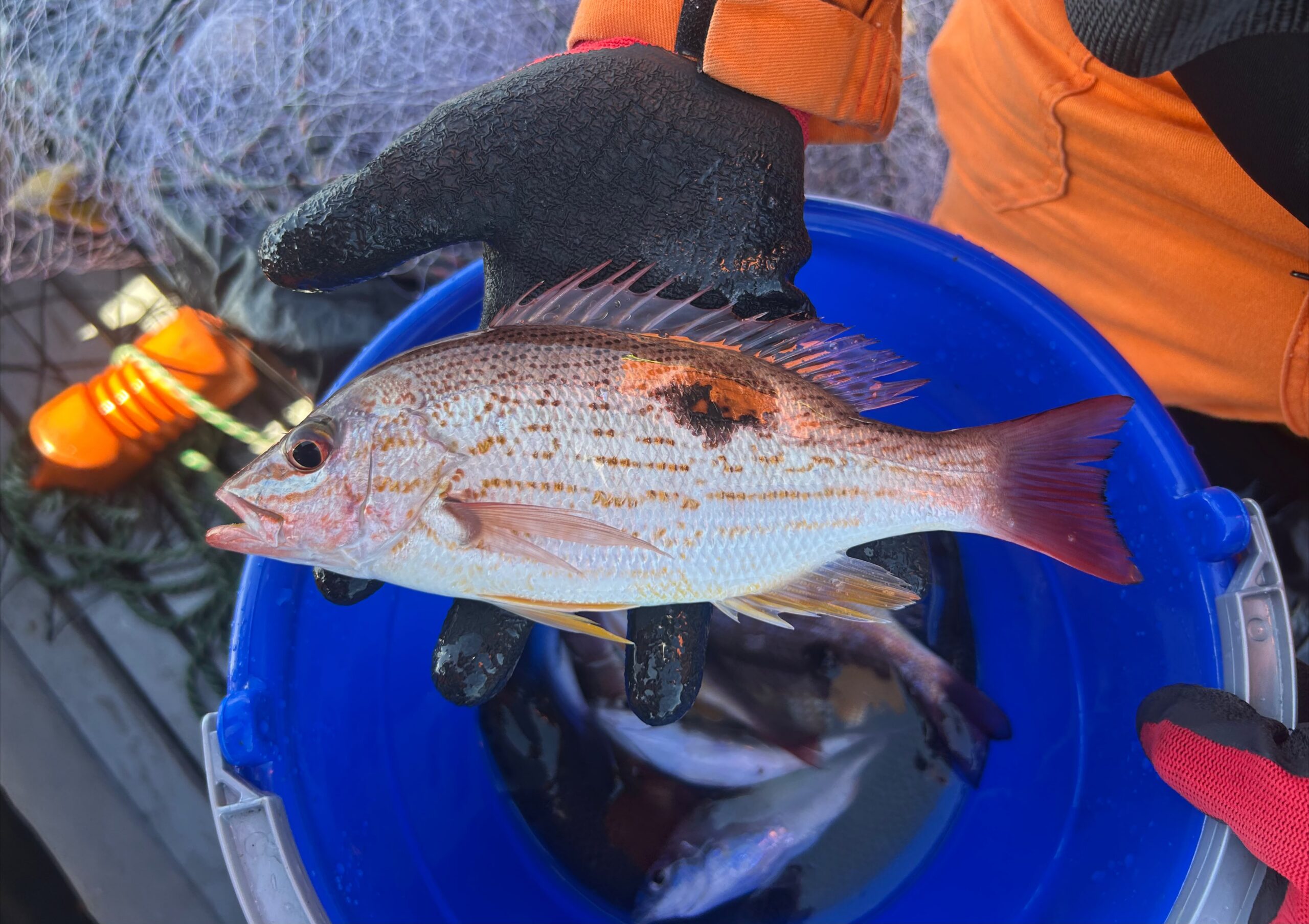 Pargo lunarejo (Lutjanus guttatus)