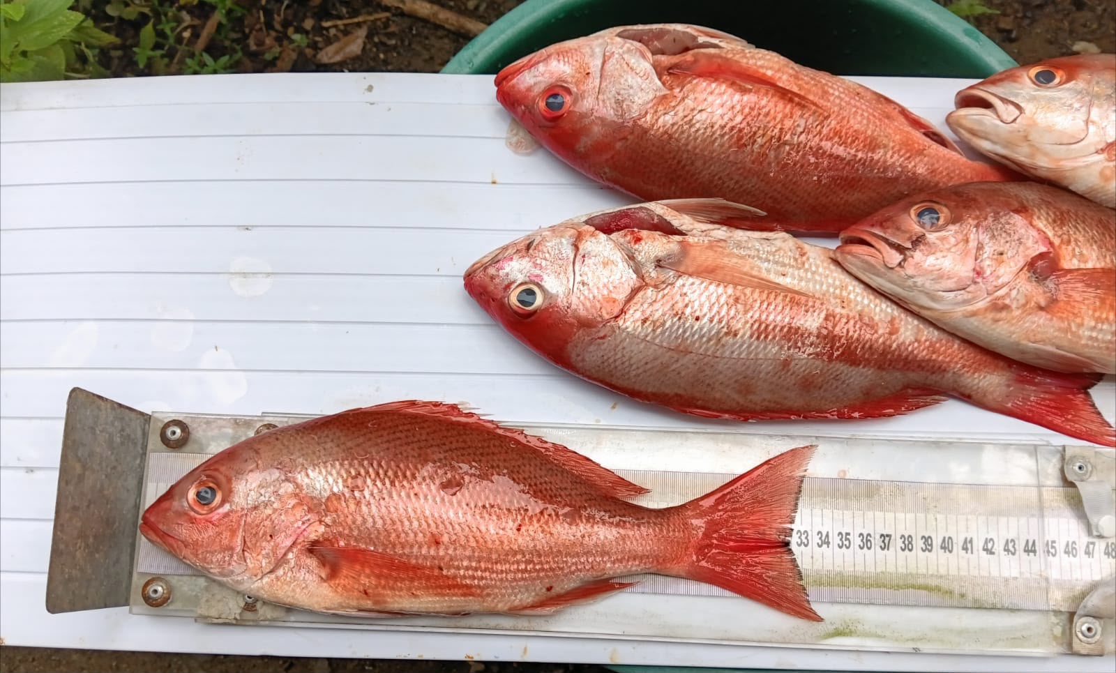 Especies de pargo lunarejo