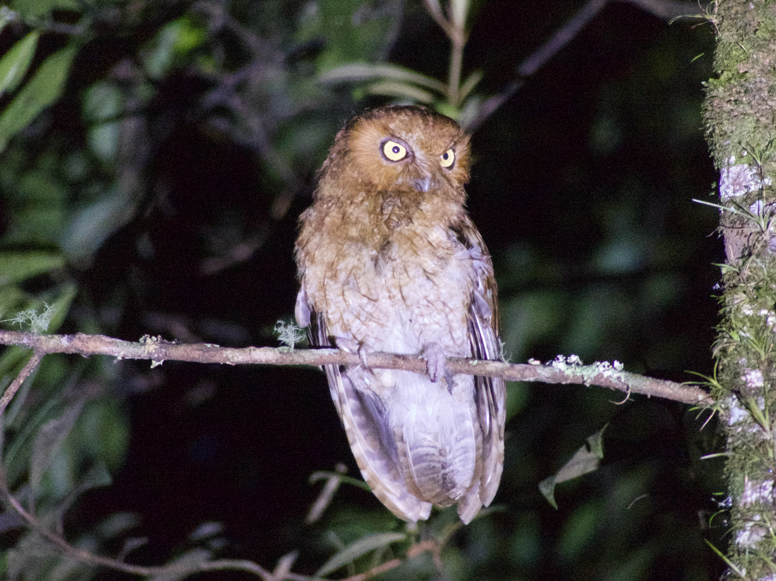 Búho de Santa Marta - Colombia
