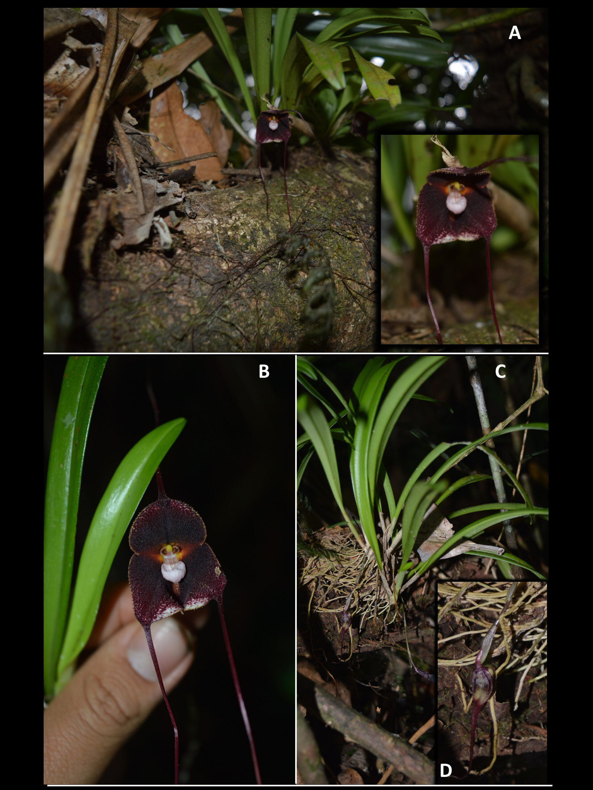 La Dracula anthracina es una orquídea endémica de Colombia. Foto: cortesía Edicson Parra-Sánchez