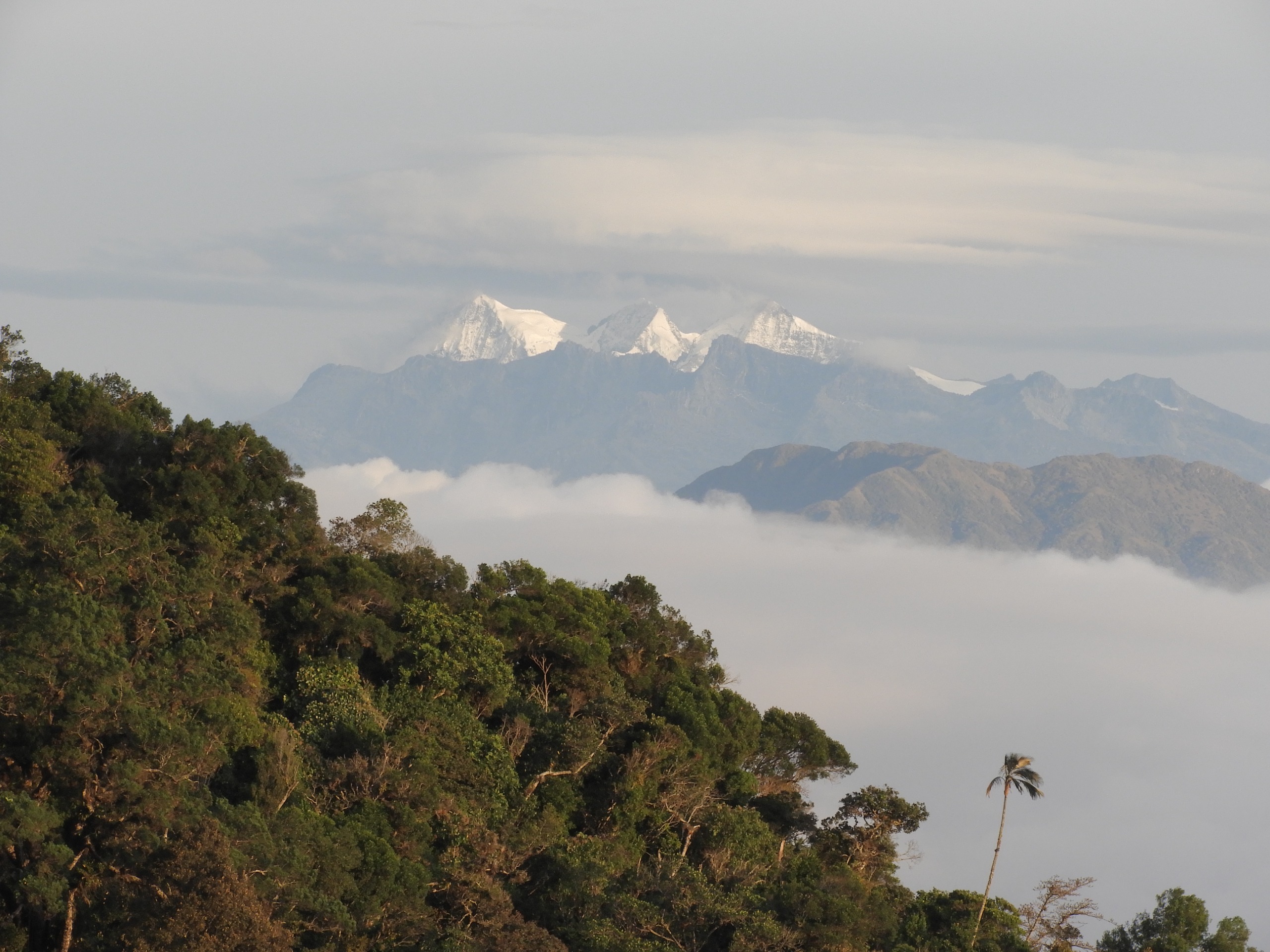 Búho de Santa Marta - Colombia