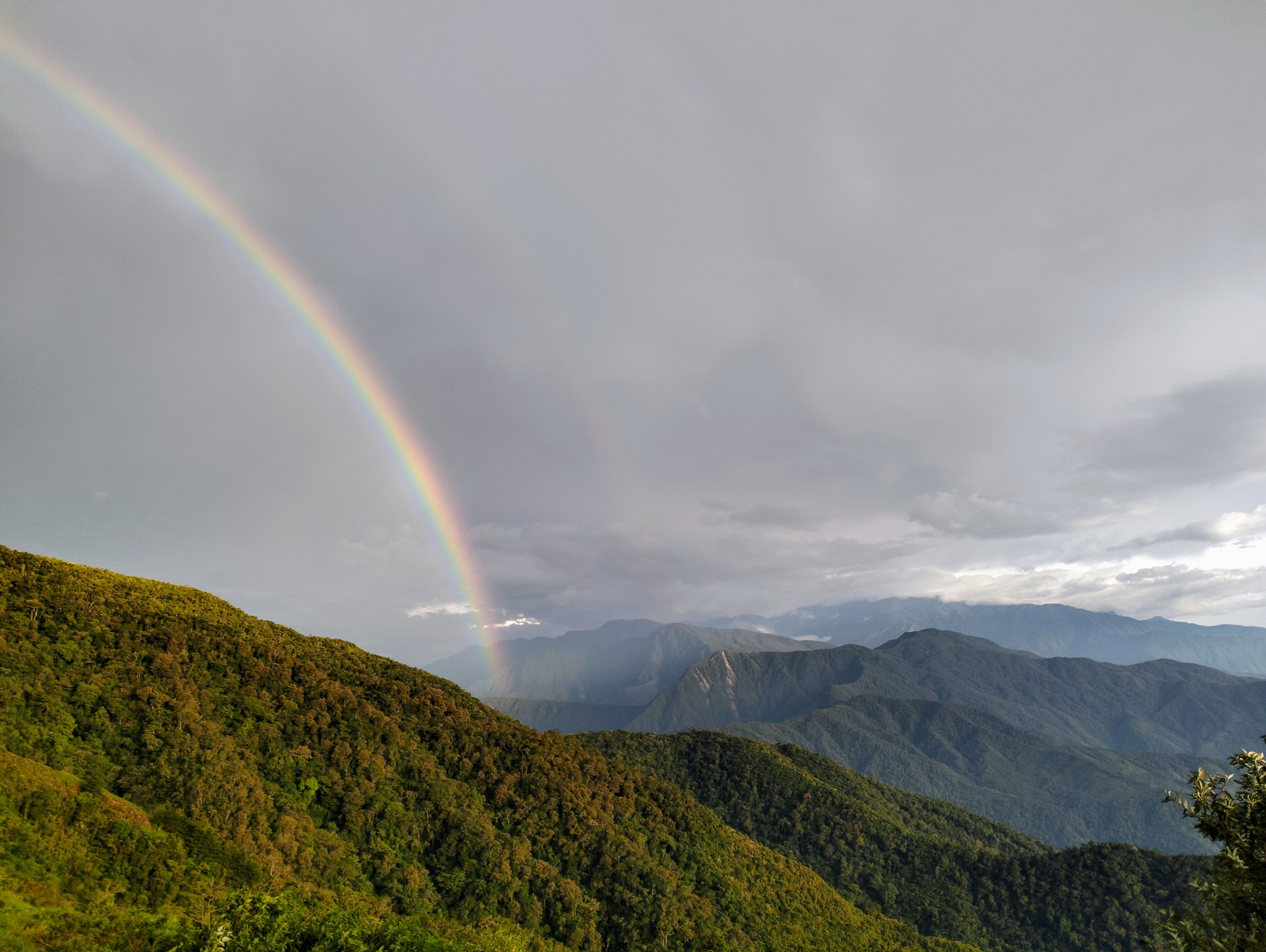 Búho de Santa Marta - Colombia