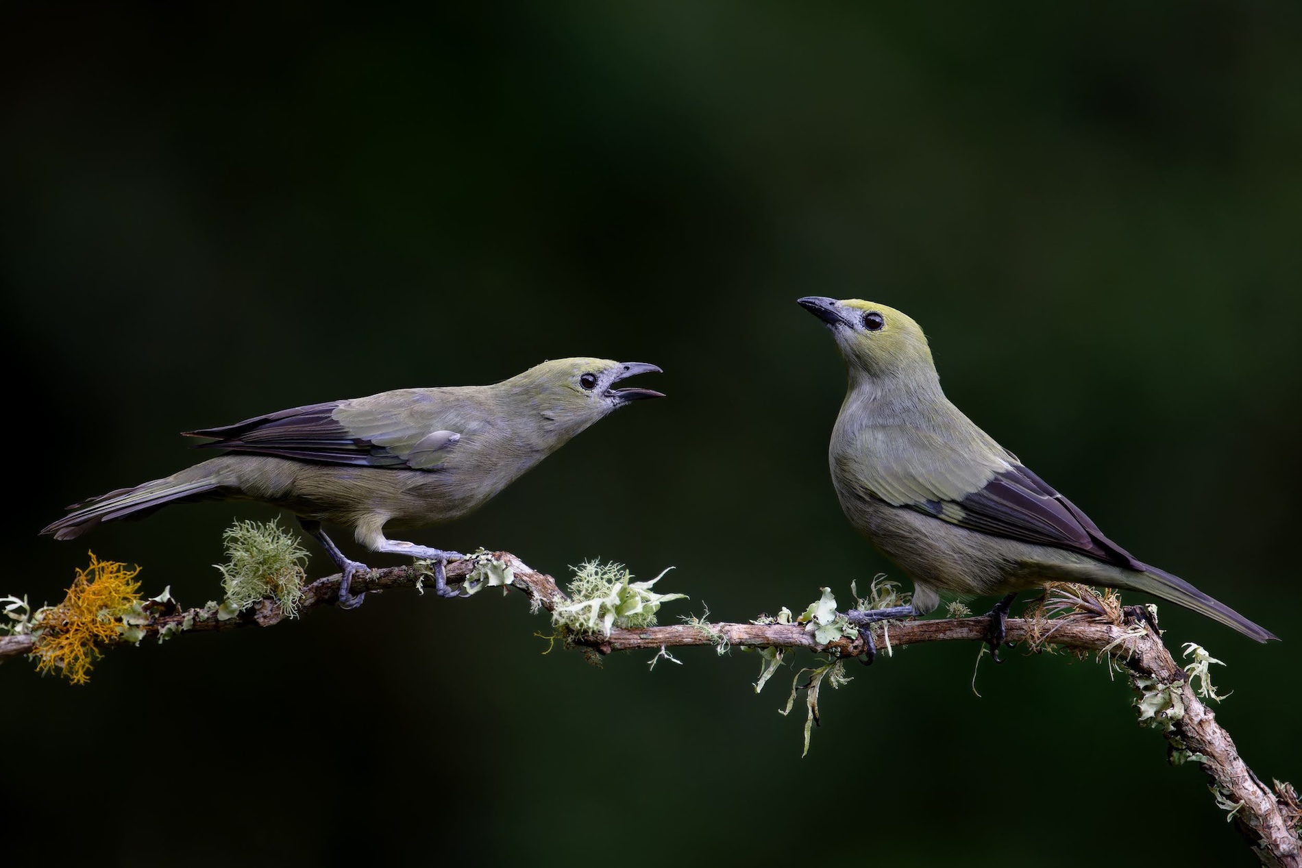 Cien años de soledad - Aves - Paisaje sonoro