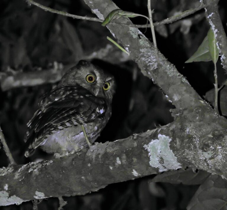 Búho de Santa Marta - Colombia