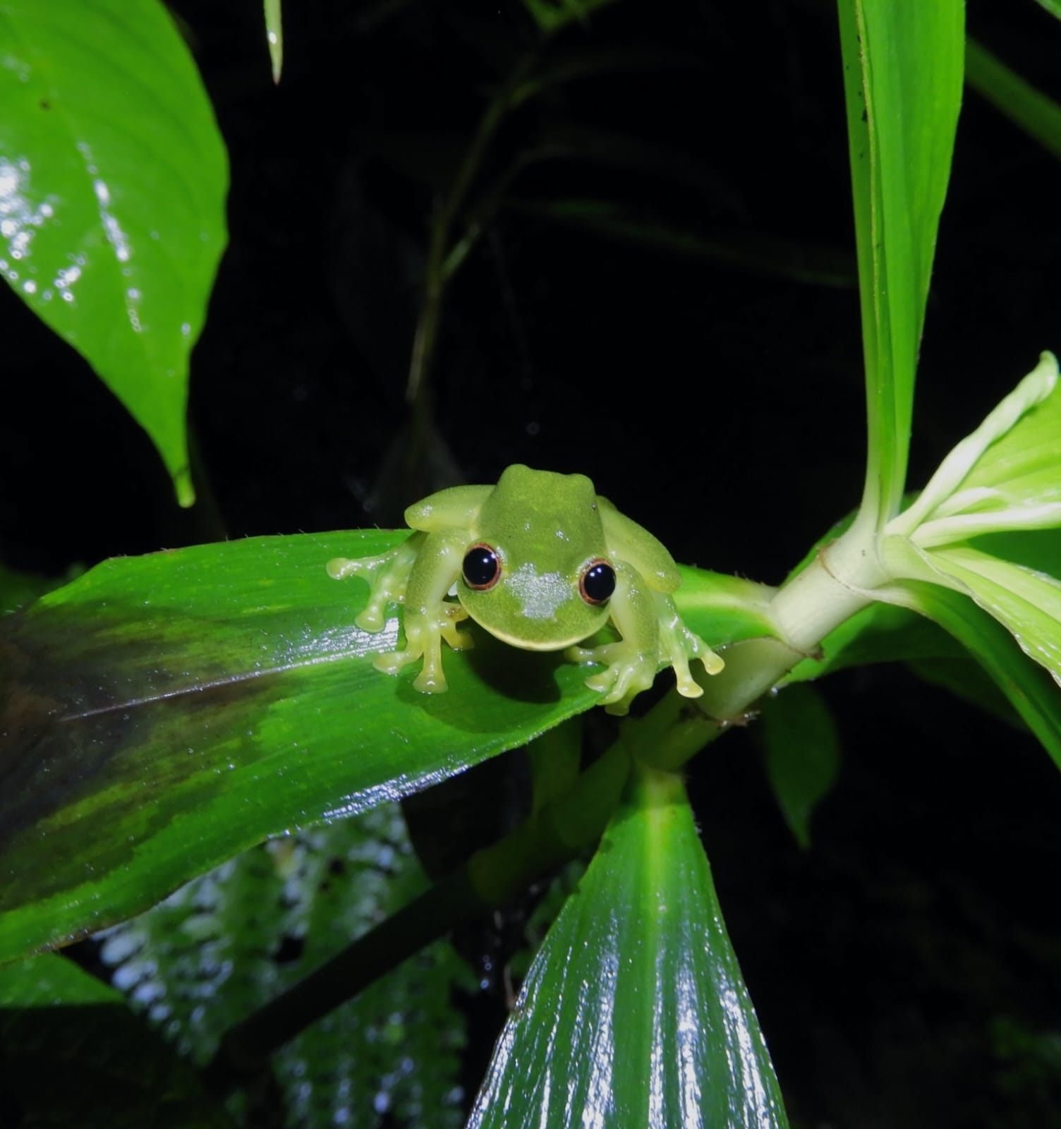 Búho de Santa Marta - Colombia