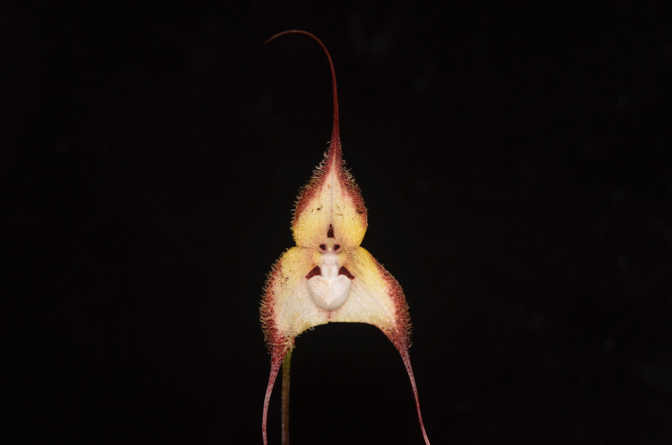 Dracula cordobae es una especie endémica de Ecuador y crece en bosques húmedos y nublados. Foto: cortesía Luis Baquero