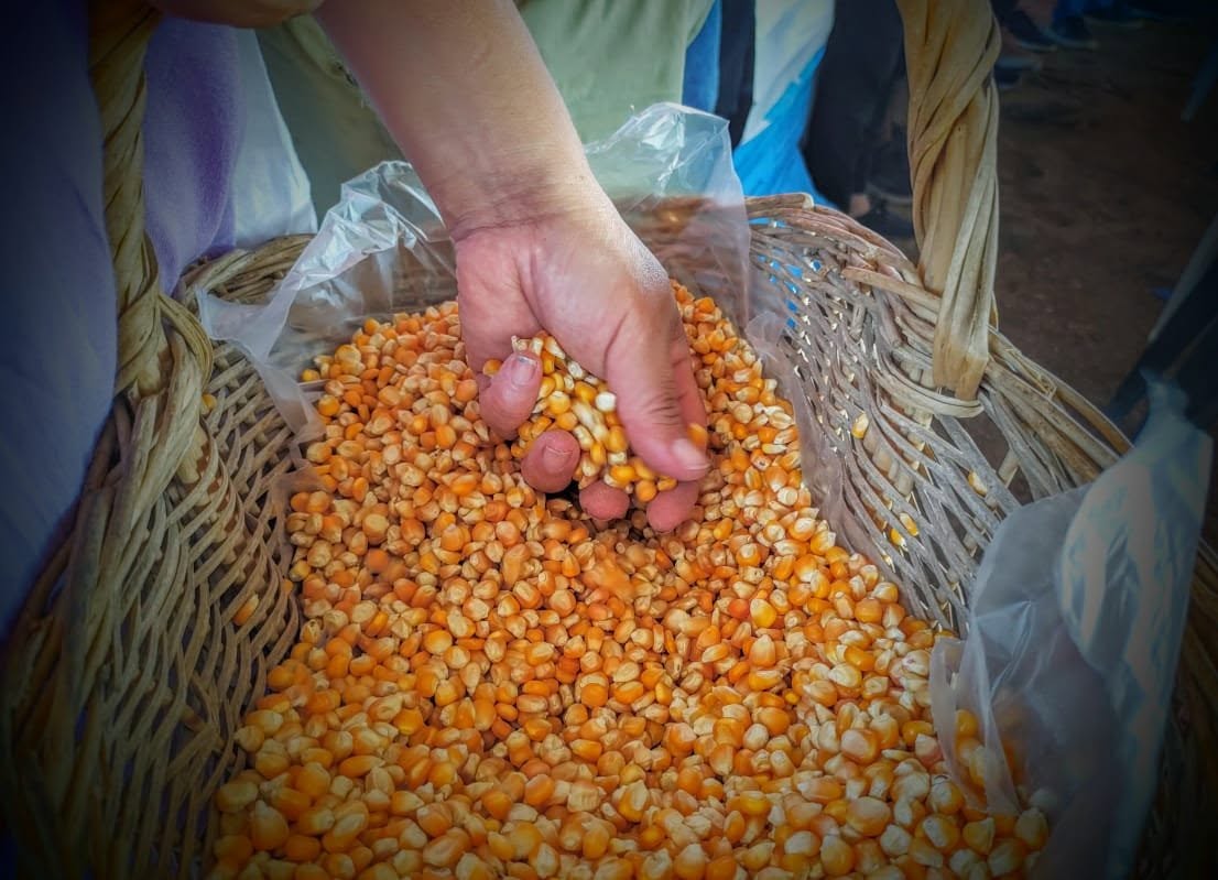 Granos para cultivo de comunidades campesinas