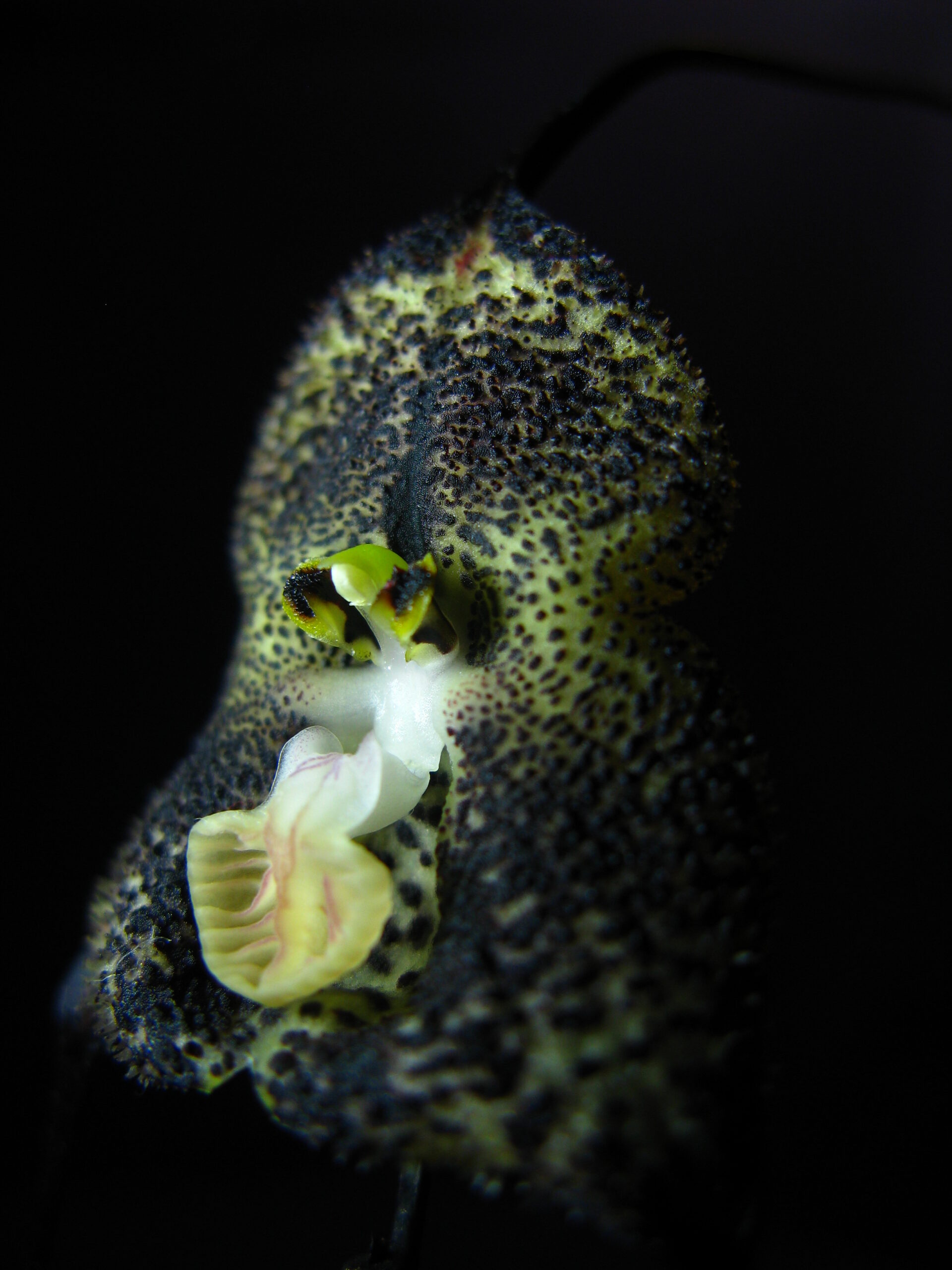 Dracula fuligifera, la especie que los investigadores encontraron de venta en redes sociales y páginas web antes de que fuera descrita para la ciencia. Foto: cortesía Luis Baquero