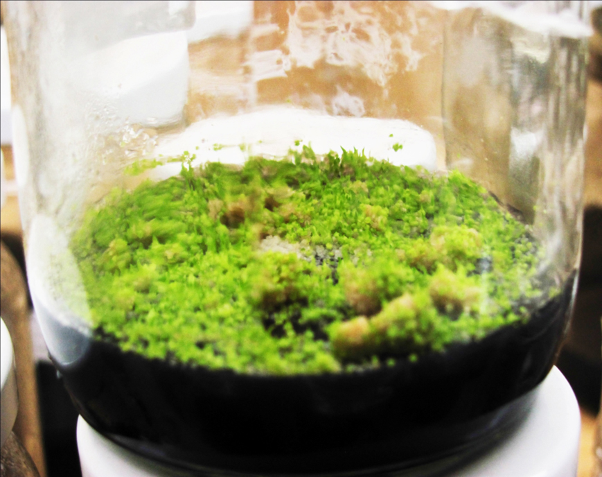 Cientos de miles de semillas recién germinadas de orquídeas. Foto: cortesía Luis Baquero