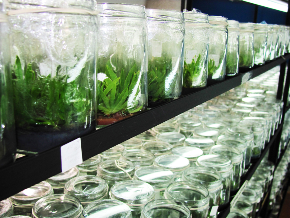 En laboratorio, las orquídeas son cultivadas in vitro. Foto: cortesía Luis Baquero