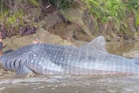 tiburon-ballena-choco-bahia-solano_51772902_20260930215058